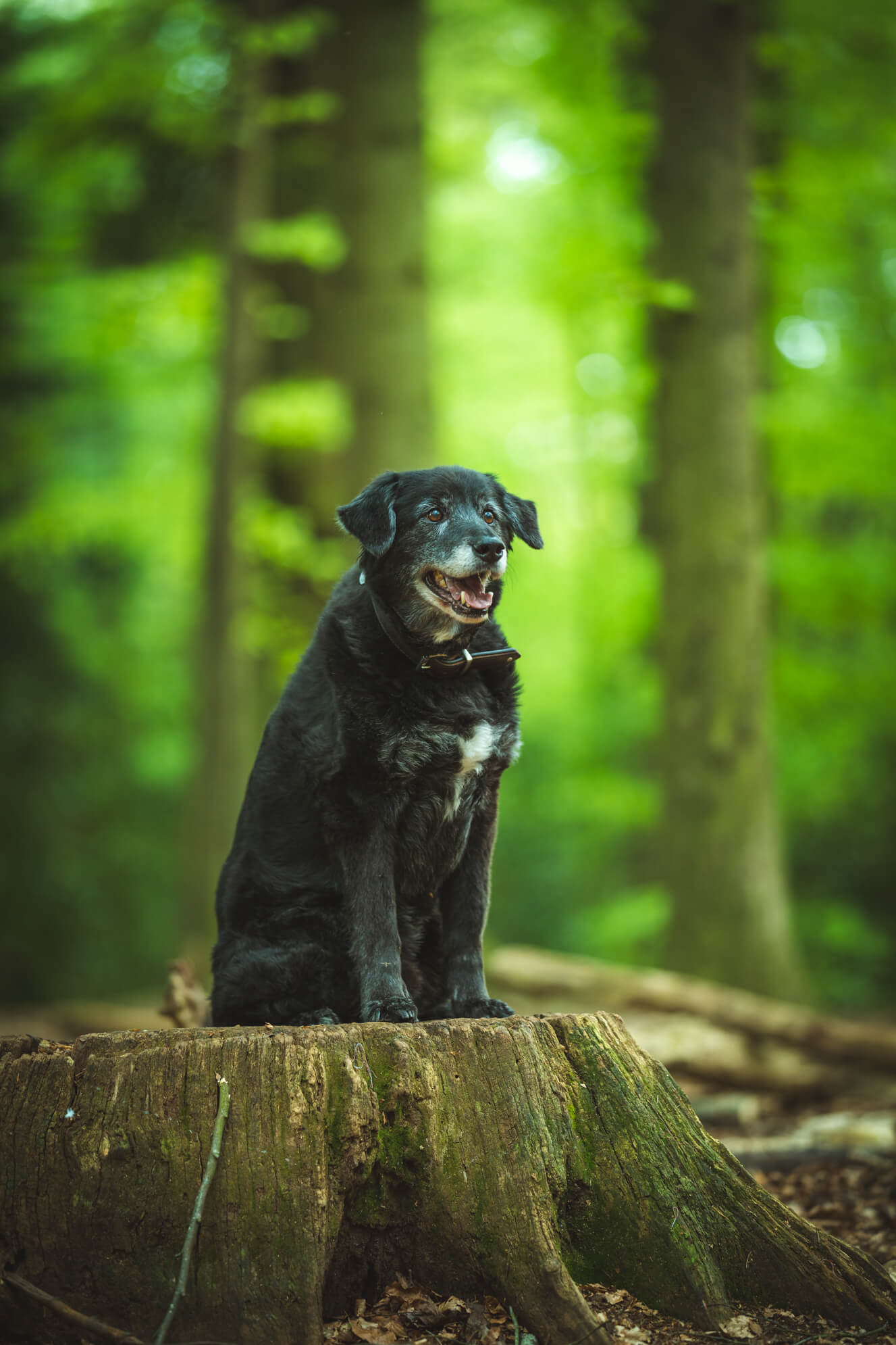 Hundefotografie Ostfriesland Aurich